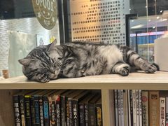 -藏猫猫咖啡主题馆(中央大道店)