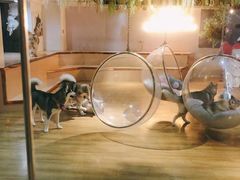 -Husky Go! 哈士奇体验馆·宠物咖啡厅狗咖