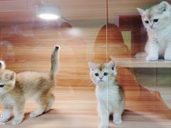 -猫十亿·布偶金渐层·曼基康矮脚猫舍(青年路店)
