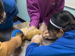 -特一安24小时宠物医院·骨科·中兽医
