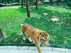 -北京野生动物园