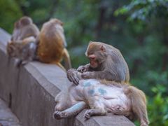 -黔灵山公园
