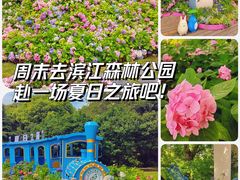 -上海滨江森林公园