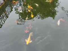 -南湖梦幻岛