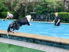 -汪说喵讲宠物乐园宠物酒店(红星美凯龙店)