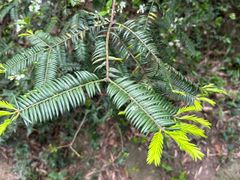 -上海佘山国家森林公园天马山园