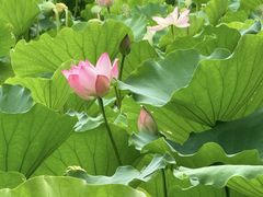 -莲花山公园