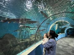 -苏州海洋馆