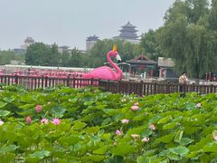 -莲花池公园