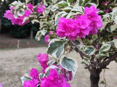 -广州莲花山旅游区