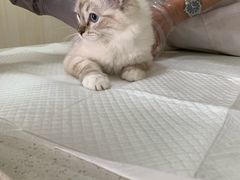 -宠爱国际动物医院· 猫科· 外科·中兽医(长白店)