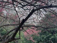 -桃花岭景区