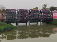 -荷兰花海