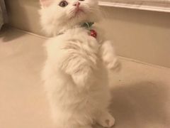 -Bastet sally猫舍购宠(静安店)