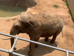 -西霞口神雕山野生动物世界