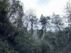 -大奇山国家森林公园