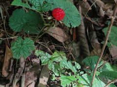 -大浪坝森林公园