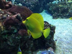 -西雅图水族馆