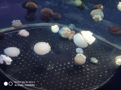 -芜湖新华联大白鲸海洋公园