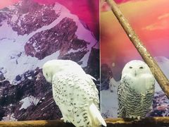-海合安武汉极地海洋公园
