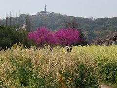 -苏州上方山国家森林公园