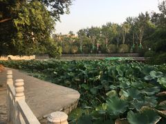 -莲湖公园