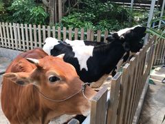 -广州长隆飞鸟乐园