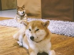 -柴务处·柴犬主题狗咖