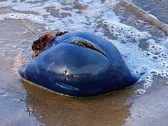 -北戴河东海水浴场