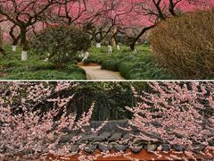 -杭州植物园