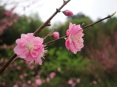-常德桃花源景区