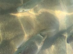 -三妹小龙虾·黄油蟹(华侨城总店)