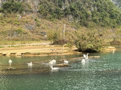-靖西鹅泉风景区