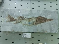 -浙江自然博物院(杭州馆)