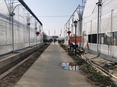 -喜杨洋草莓采摘园