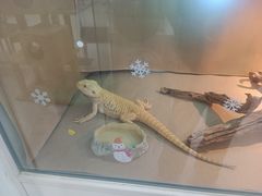 -喵园·猫主题咖啡厅·撸猫·猫咖(国贸店)