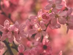 -桃花涧