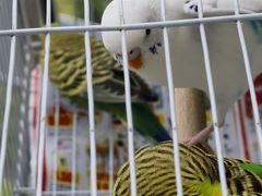 -青石桥花鸟鱼虫市场(叠翠城店)