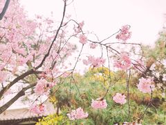 -西安青龙寺遗址景区