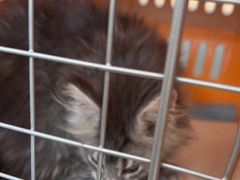 -艾贝尔宠物医院·24H转诊中心·肿瘤猫专科(江宁双龙店)