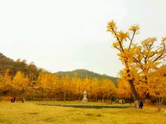 -千年银杏谷文化旅游区