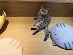 -滚猫咖啡·猫咖·猫友好撸猫(未来城店)
