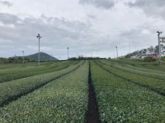 -雪绿茶博物馆
