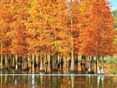 -白鹭湾湿地公园