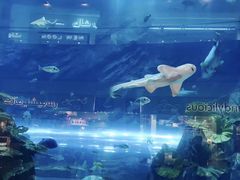 -迪拜水族馆及水下动物园