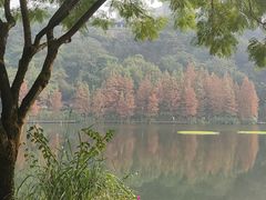 -重庆彩云湖湿地公园