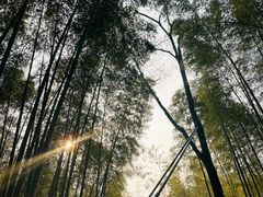 -云栖竹径