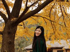 -千年银杏谷文化旅游区