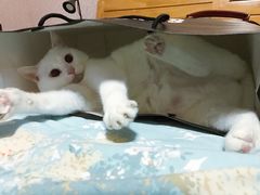 -申普宠物医院·心脏介入·心血管微创(总院)