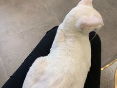 -飞行喵MR PILOT|猫舍·猫咖(静安大融城店)
